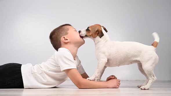 Jack Russell Terrier Dog Licks the Boy's Face