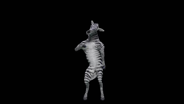 41 Zebra Dancing HD