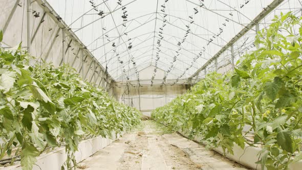 Rows of plants growing inside a large greenhouse