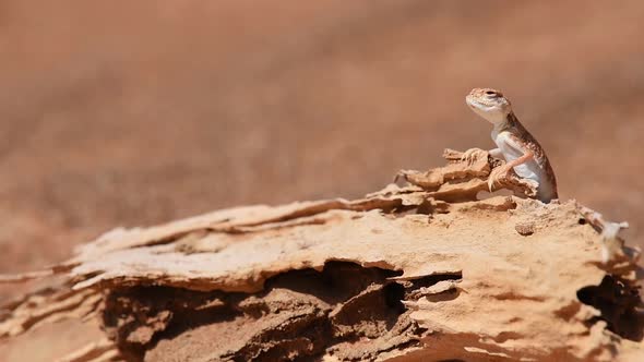 Arabian toad-headed agama (Phrynocephalus arabicus) in the Desert