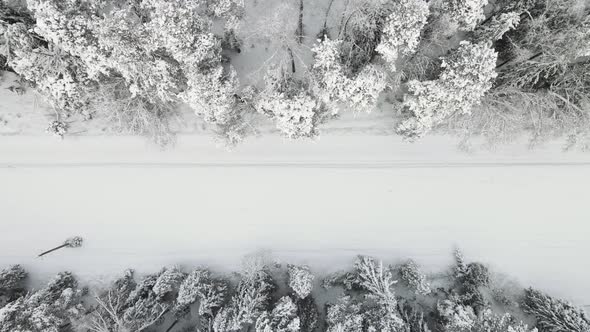 Festively Snowcovered Winter Forest in Cool Weather Aerial View