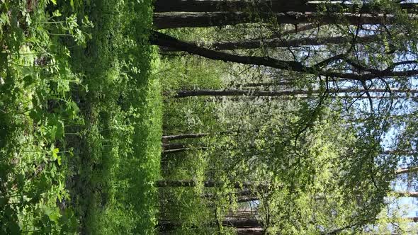 Vertical Video of Green Forest During the Day