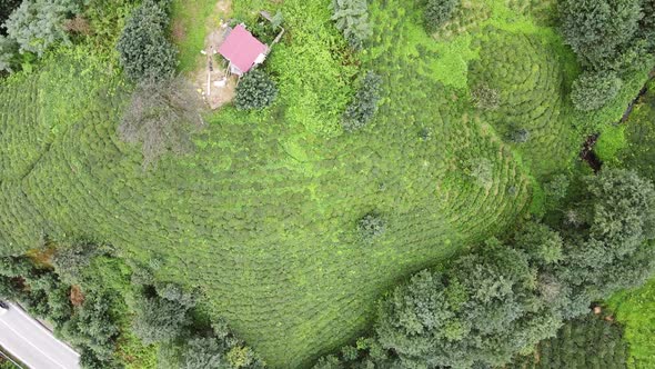 Fresh green tea terrace farm on the hill at Rize province in Turkey