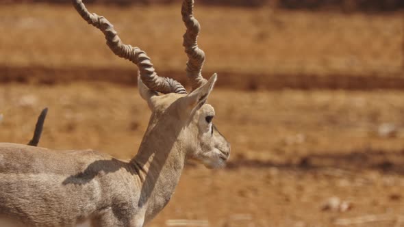 Goa, India. Blackbuck Or Antilope Cervicapra, Also Known As The Indian Antelope, Is An Antelope