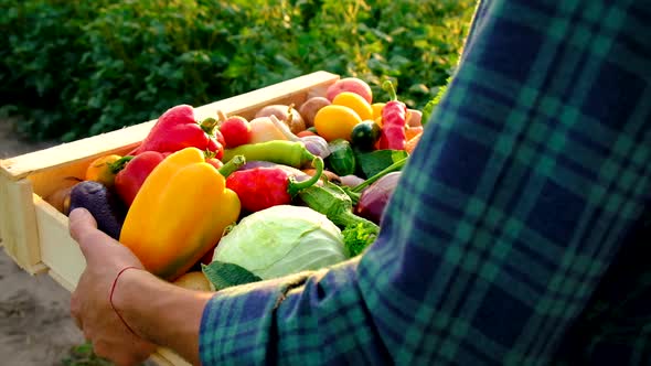 Man Farmer with a Harvest of Vegetables