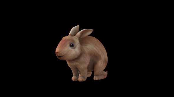 Brown Rabbit Eat Front Side View alt