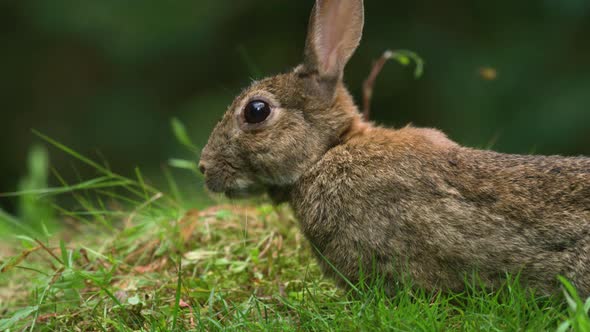 Close-up profile shot of wild rabbit grazing in verdant grassy area of woods