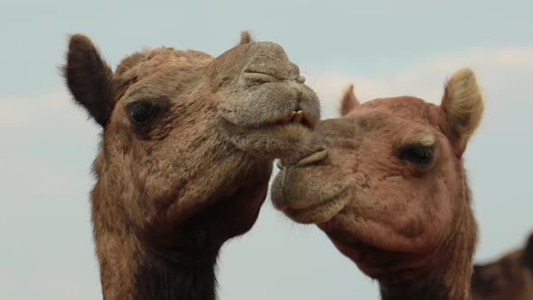 Camels at the Pushkar Fair Also Called the Pushkar Camel Fair or Locally As Kartik Mela