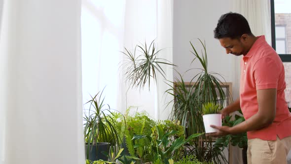 Indian Man Taking Care of Houseplants at Home