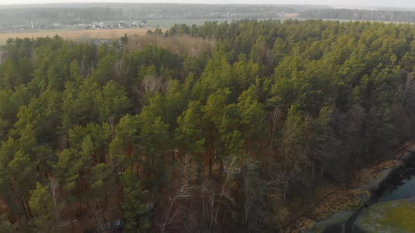 Aerial View of Many Coniferous Trees Pines at Sunset on an Autumn Evening