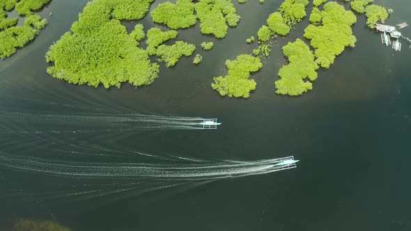 Aerial View of Mangrove Forest and River