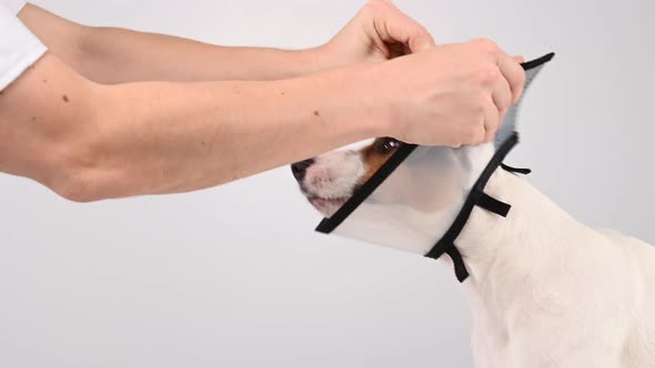 A Veterinarian Removes a Plastic Cone Collar From a Jack Russell Terrier Dog