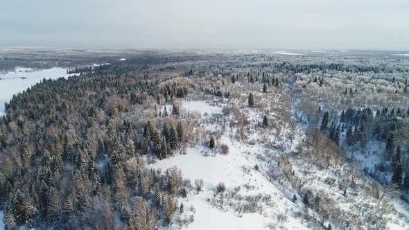 Winter forest covered snow.