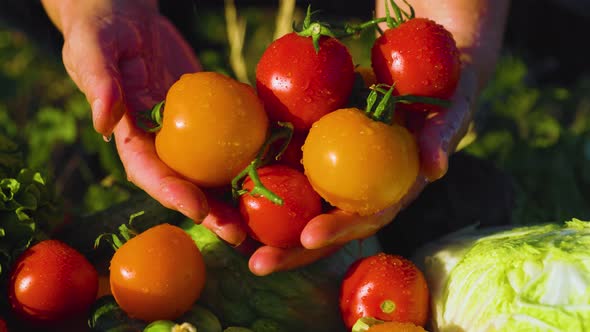 Close Up of the Farmers Hand with Bunch of Tomatoes Being Sprinkled with Water