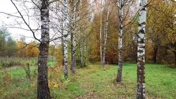 Golden Autumn In A Country Estate 05