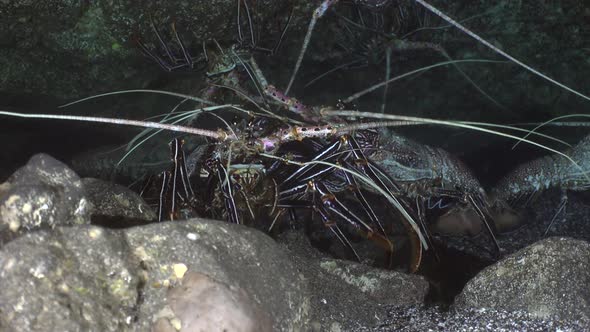 Lobster close up at night outside cave