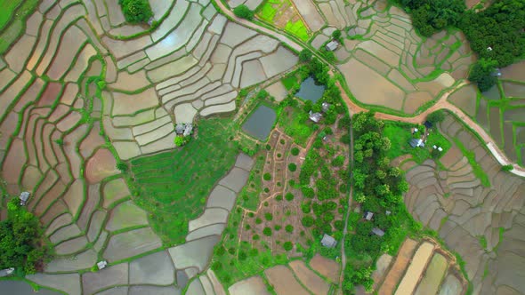 Aerial view of agriculture in rice fields for cultivation