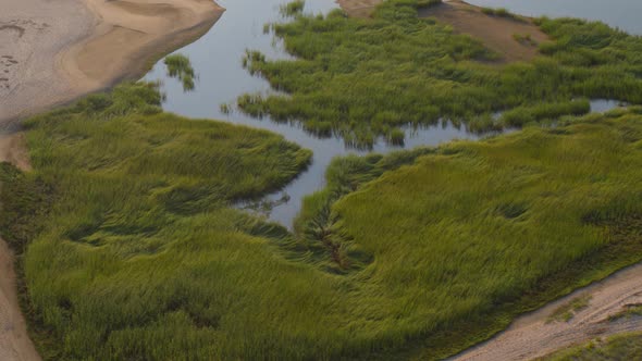 Top Down Slow Pan on Green Grass Reeds Near Sandy Beach Shore in Long Island