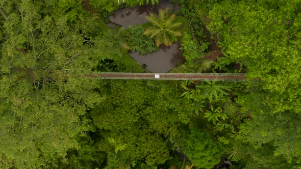 Overhead View of Hanging Bridge Suspended in Canopies of Tropical Trees