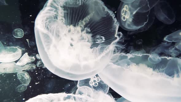 Abstract background underwater shot of jellyfish