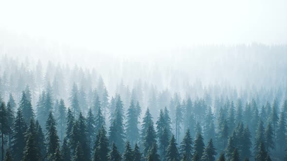 Aerial View of Green Spruce Forest