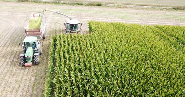 Agriculture Machine harvesting corn of cornfield