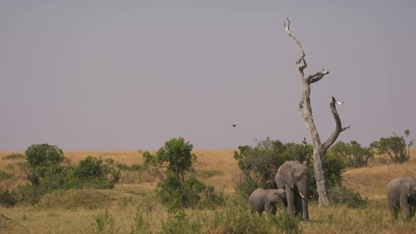 Elephant and calves in the savannah