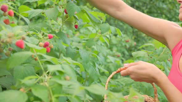 Woman Picks Raspberries