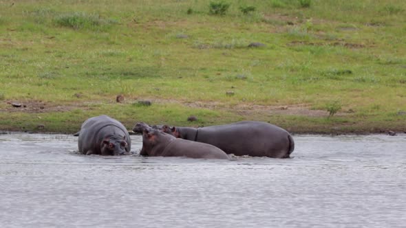 Three young hippos play fight in Kruger National Park savanna pond