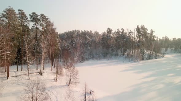 Drone Rises Up Over a Pine Winter Forest