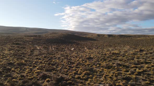 romantic tracking of a group of llamas running through a meadow with the last hours of light.