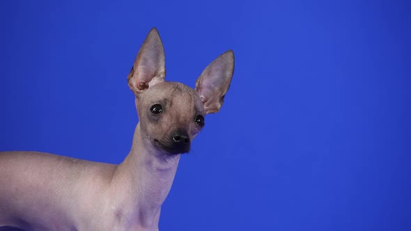 Xoloitzcuintle Looks Closely at the Camera in the Studio on a Blue Background