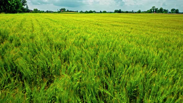 Green fields of wheat. Aerial view of agriculture, Poland.