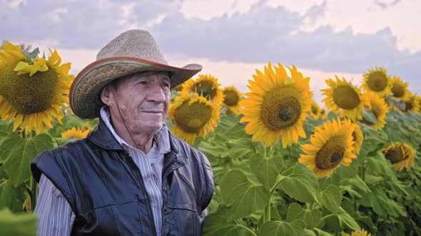 Portrait of a senior farmer in a field of sunflowers. Agricultural businessman