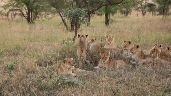 A Pride of Lionesses Relaxing Together in Serengeti National Park on a Nice Evening