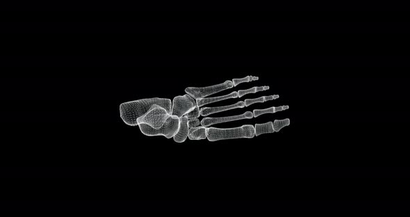 Hologram of Bones in a Human Foot