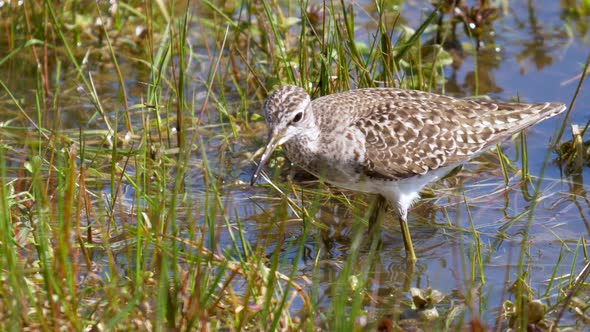 Calidris Pugnax Bird looking for food on shore of pond with green water plants. Close up shot.