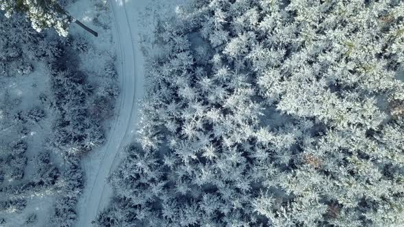aerial winter spruce forest landscape