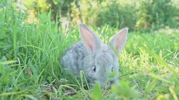 Cute Fluffy Light Gray Domestic Rabbit with Big Mustaches Ears Eats Young Juicy Green Grass Bright