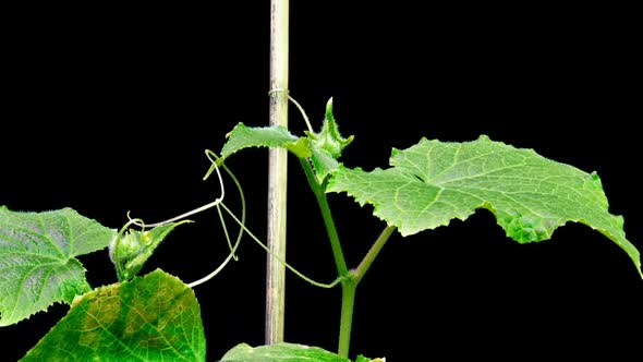 The Growth of Two Cucumbers Seeking To Cling To a Support, a Period of Time, on a Black Background