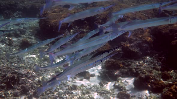 School of Reef Needlefish or Belonidae Hunting on a Coral Reef