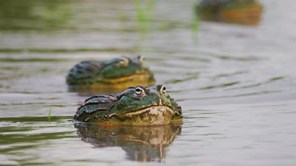 Scene During Mating Season With Massive Male African Bullfrogs On The Pond. Selective Focus Shot