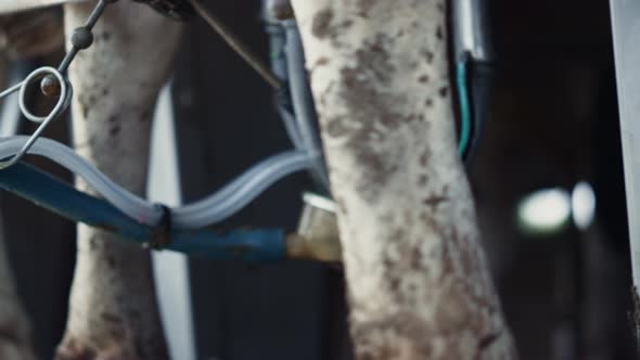 Milking System Working Producing Organic Food in Robotic Cowshed Closeup