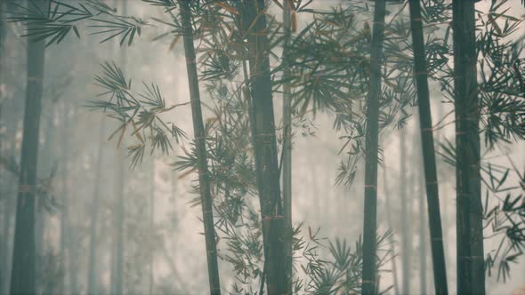 Asian Bamboo Forest with Morning Sunlight