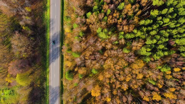 High Angle View of a Road Trough the Autumn Forest with Copy Space