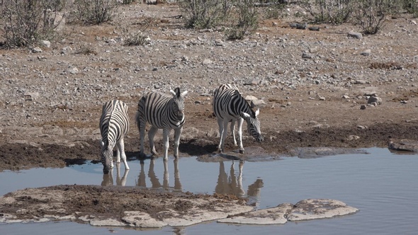 Zebras drink water in the pond. Africa. Namibia.