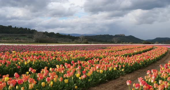 Tulips field in the Provence, Alpes de Haute Provence, France