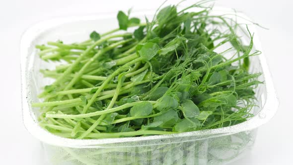 micro greens. fresh peas micro greens in container for delivery or sale on white background