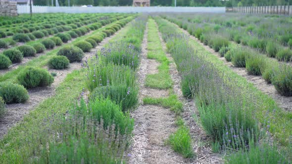 Lavender Growing on Field in Rows on Sunny Summer Day Outdoors
