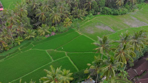 Aerial Shot of Rice Fields and Houses Surrounding a Walkway